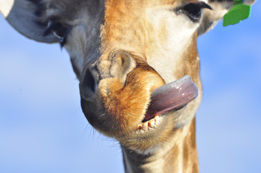 Similar image 21896296