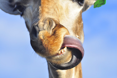 Similar image 21896196