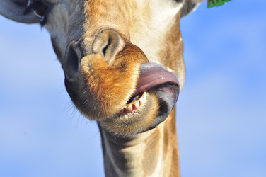 Similar image 21896198