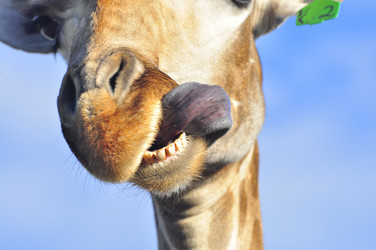 Similar image 21896202