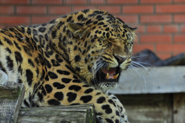 Similar image 21896303