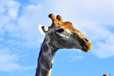 Similar image 21896306