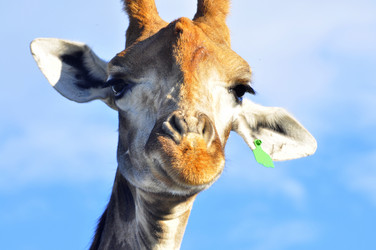 Similar image 21896308