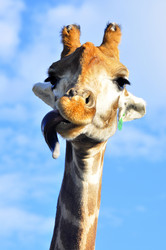 Similar image 21896311