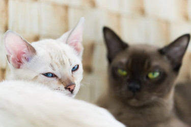 Similar image 21895524