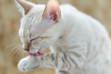 Similar image 21895536