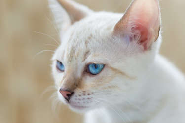 Similar image 21895537