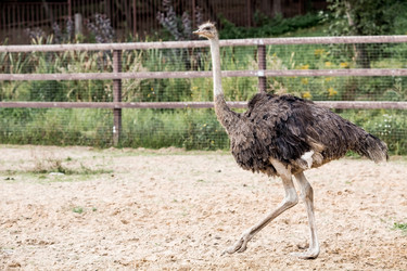 Similar image 21902387