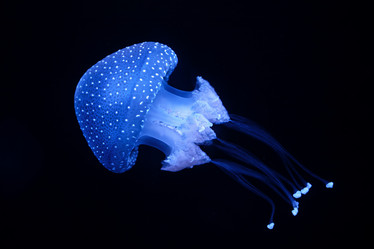 Similar image 21897082