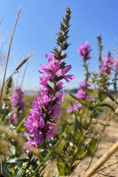 Similar image 21895570