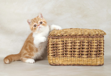 Similar image 21895007