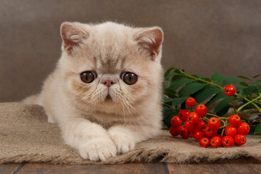 Similar image 21895008