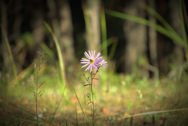 Similar image 21895640