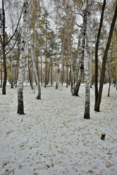 Similar image 21895972