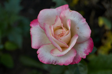 Similar image 21898274