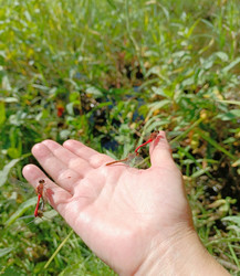 Similar image 21897589