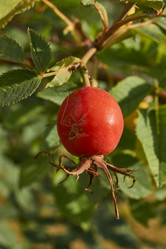 Similar image 21898043