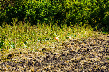 Similar image 21904731