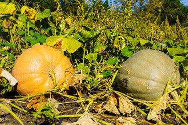 Similar image 21904735