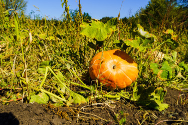 Similar image 21904736