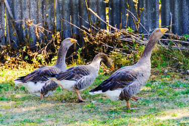 Similar image 21906618