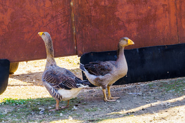 Similar image 21906624