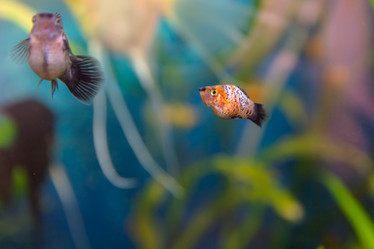 Similar image 21907424