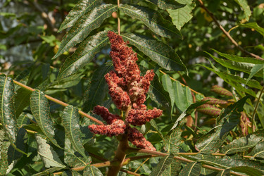 Similar image 21898404