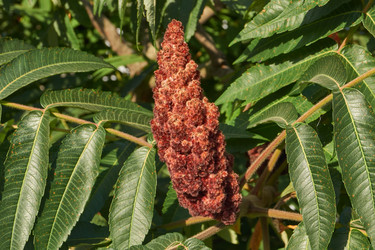 Similar image 21898405