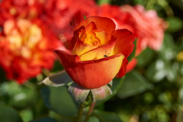 Similar image 21898427