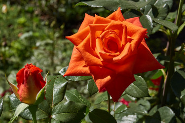 Similar image 21898428