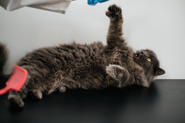 Similar image 21907811