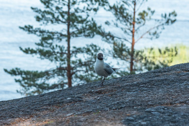 Similar image 21900484