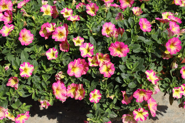 Similar image 21898964