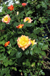 Similar image 21898966