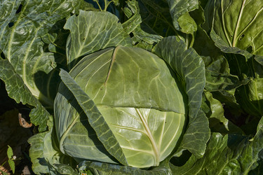 Similar image 21904776