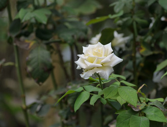 Similar image 21905410