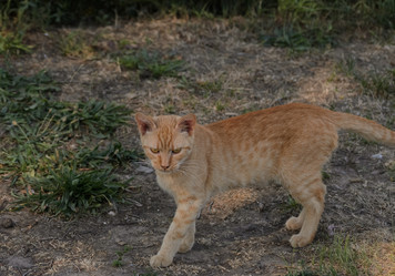 Similar image 21905443