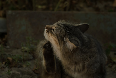 Similar image 21905450