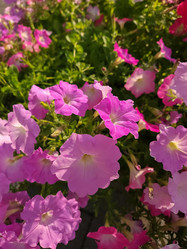 Similar image 21904759