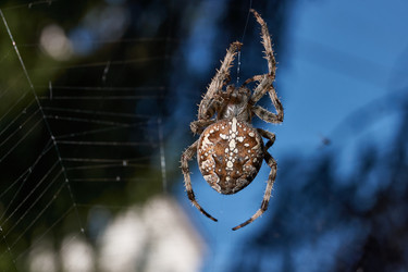 Similar image 21904809