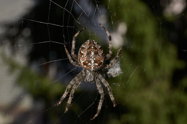 Similar image 21904813