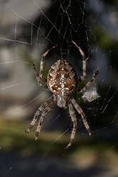 Similar image 21904816