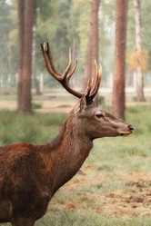 Similar image 21906657