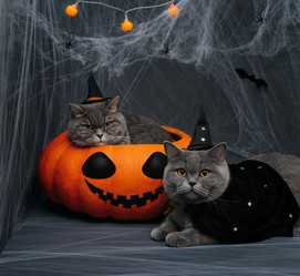 Similar image 21908020