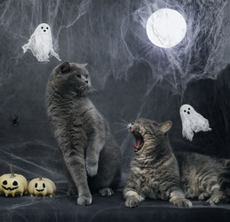 Similar image 21908036