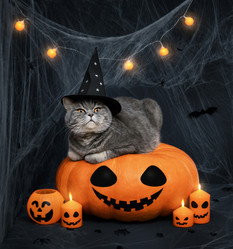 Similar image 21908052