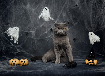 Similar image 21908071