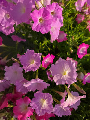 Similar image 21906711