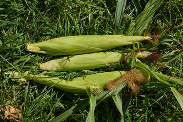 Similar image 21907130